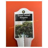 6 in pot Great Falls Niagara Coleus