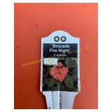 6 in pot Brocade Fire Night Geranium