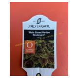 6 in pot Venice Boulevard Coleus