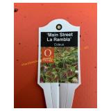 6 in pot La Rambla Coleus