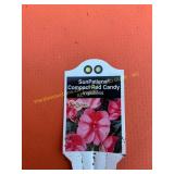 6 in pot SunPatiens Compact Red Candy impatiens