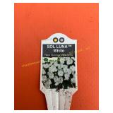 6 in pot Sol Luna White New Guinea impatiens