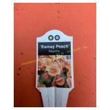 6 in pot Esmay Peach Begonia