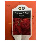 6 in pot Carmon Red Begonia