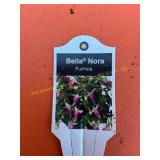 6 in pot Bella Nora Fuchsia