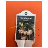 6 in pot Southgate Fuchsia