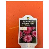 6 in pot Hypnotica electric pink Dahlia