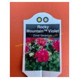 6 in pot Rocky Mountain Violet