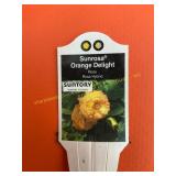 6 in pot Sunrosa Orange Delight