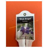 6 in pot Blue Angel Fuchsia