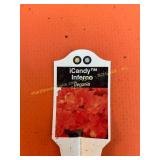 6 in pot ICandy Inferno Begonia