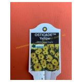 6 in pot Osticade Yellow Osteospermum