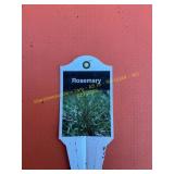 3 in pot common rosemary