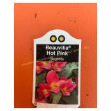 6 in pot Beauvilia Hot Pink Begonia