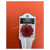 6 in pot Gelato Cranberry Osteospermum