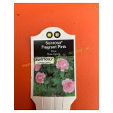 6 in pot Sunrosa Fragrant Pink