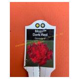 6 in pot Majo Dark Red Geranium