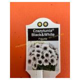 6 in pot Crazytunia Black&White Petunia