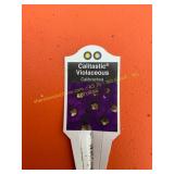 6 in pot Calitastic Violaceous Calibrachoa