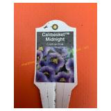 6 in pot Calibasket Midnight Calibrachoa