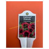6 in pot Caliloco Dracula Calibrachoa
