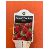 6 in pot Kelos Fire Red Celosia
