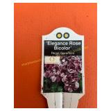 6 in pot Elegance Rose Bicolor Regal Geranium