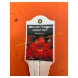 6 in pot Madinia Elegent Velvet Red Mandevilla