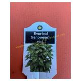 3 in pot Green Basil