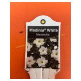 6 in pot Madinia White Mandevilla