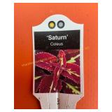 6 in pot Saturn Coleus