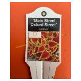 6 in pot Oxford Street Coleus