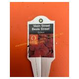 6 in pot Beale Street Coleus