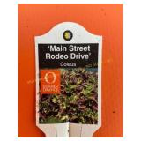 6 in pot Rodeo Drive Coleus