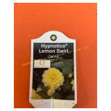 6 in pot Hypnotica Lemon Swirl Dahlia