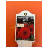 6 in pot Hypnotica Red Dahlia
