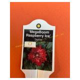 6 in pot mega boom Rasberry ice Dahlia