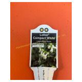 6 in pot Lofos Compact White