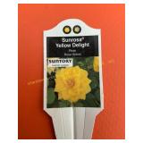 6 in pot Sunrosa Yellow Delight