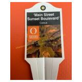 6 in pot Main Street Coleus