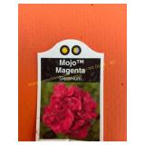 6 in pot Mojo Magenta Geranium