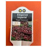 6 in pot Elegance Imperial Regal Geranium