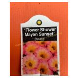 6 in pot Flower Shower Mayan Sunset Petunia