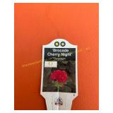 6 in pot Brocade Cherry Night Geranium