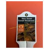 6 in pot Sunset Boulevard Coleus