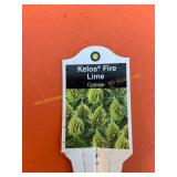 6 in pot Kelos Fire Lime Celosia