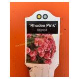 6 in pot Rhodee Pink Begonia