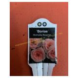 6 in pot Borias Begonia