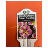 6 in pot Candy Shop sweet dreams Calibrachoa