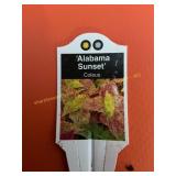 6 in pot Alabama Sunset Coleus